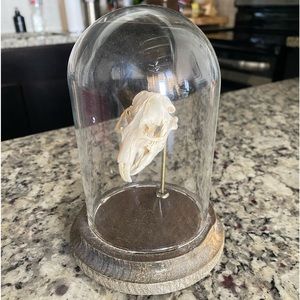 Gopher Skull in glass dome display